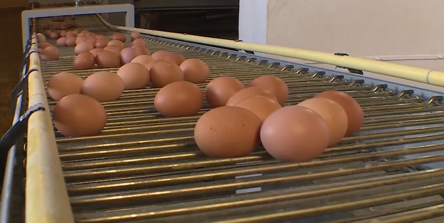 Программа "О хлебе насущном": почему подорожали куриные яйца и из чего складывается их себестоимость?