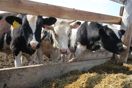 Производители молока в Красноярском крае получат дополнительно 400 миллионов господдержки