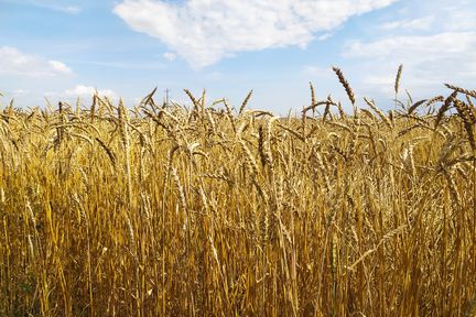 Хозяйства Красноярского края получили более 350 миллионов рублей на производство масличных и зерновых культур