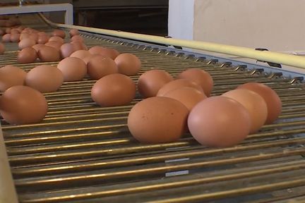 Программа "О хлебе насущном": почему подорожали куриные яйца и из чего складывается их себестоимость?