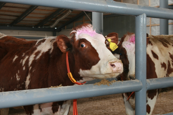 Краевые животноводы установили рекорд по среднесуточному надою