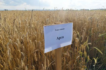 Испытанные в Красноярском крае 34 сорта сельхозкультур предложили включить в Госреестр