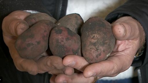 Программа "О хлебе насущном": ответ западным санкциям