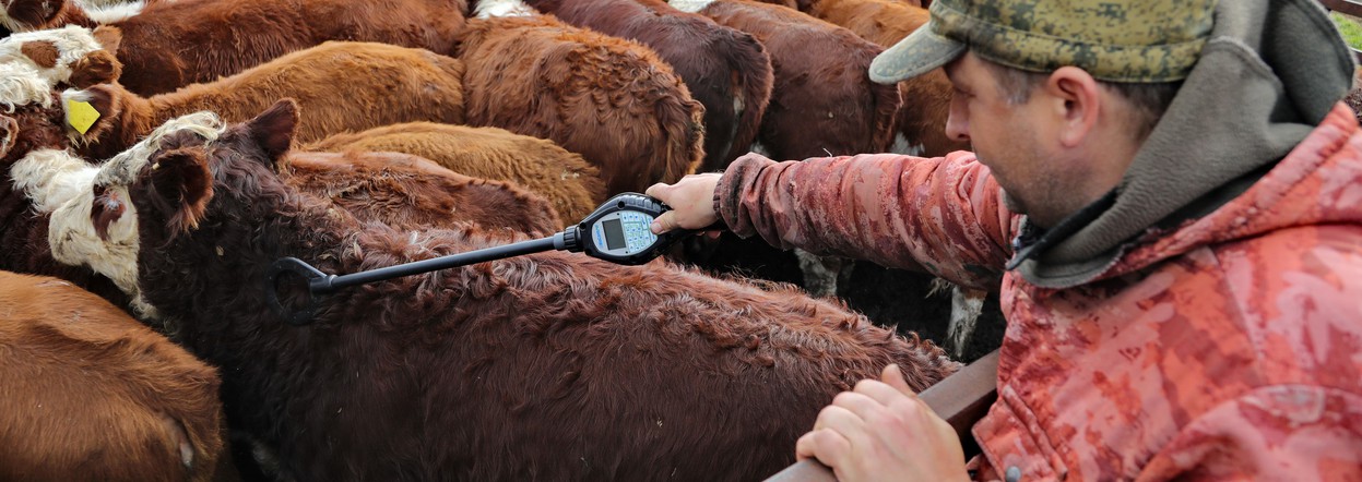 Животноводы Красноярского края обеспечили устойчивый рост молочной продуктивности коров