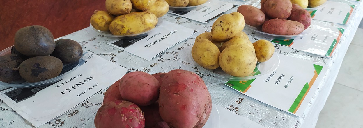Программа "Знак земли": перспективы развития в крае картофеле- и овощеводства