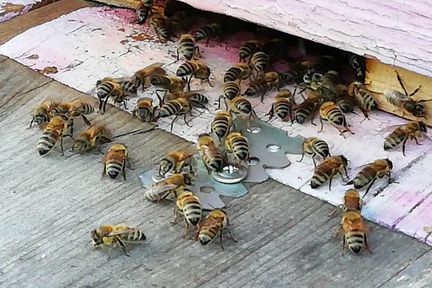 Пчеловодов обязаны предупредить перед обработкой полей пестицидами