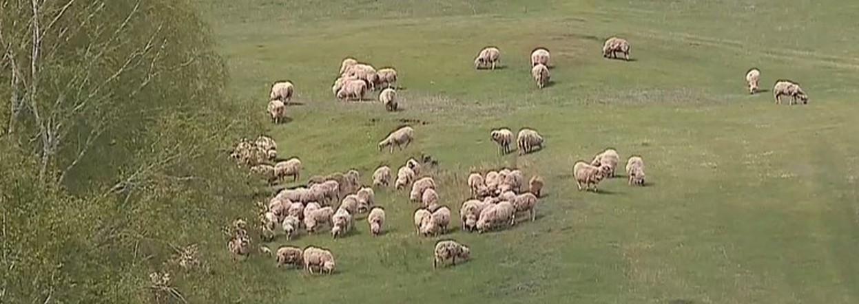 Программа "О хлебе насущном": селекция овец фермера Похабова, сад вековых яблонь