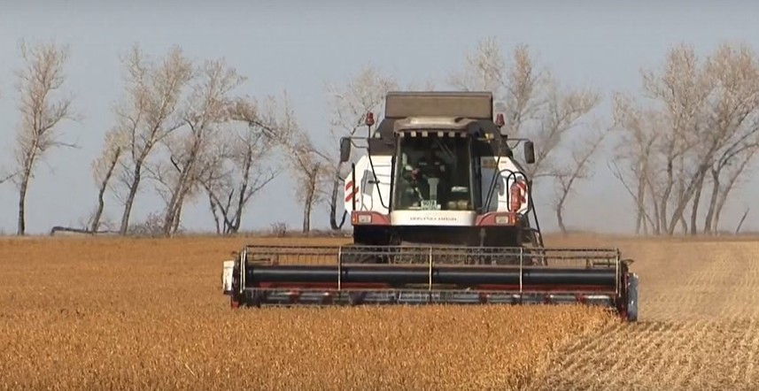 Программа "О хлебе насущном": самый северный сорт сои; что производят из соевых бобов