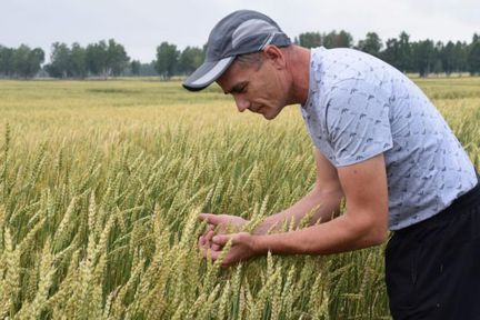 В Красноярском крае фермер получит около 7 миллионов господдержки за вовлеченные в сельхозоборот земли