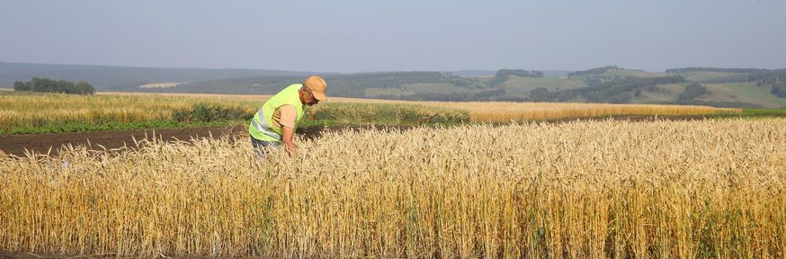 Повышение уровня жизни сельчан, продовольственная безопасность и увеличение экспорта: приняты изменения в краевую госпрограмму развития АПК