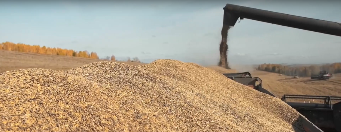 Программа "О хлебе насущном": как появляются элитные сорта и завершение уборочной