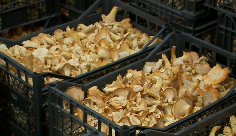 Программа "О хлебе насущном": разгар грибного сезона и заготовка папоротника