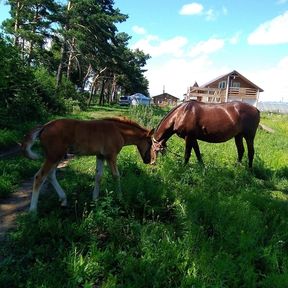 Сельхозпроизводители Красноярского края могут получить гранты на развитие агротуризма