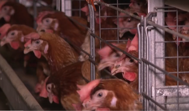 Программа "О хлебе насущном" о "Бархатовской птицефабрике"