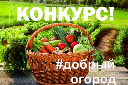 Общероссийская акция «Добрый огород»: лидируют агроволонтёры из Красноярского края