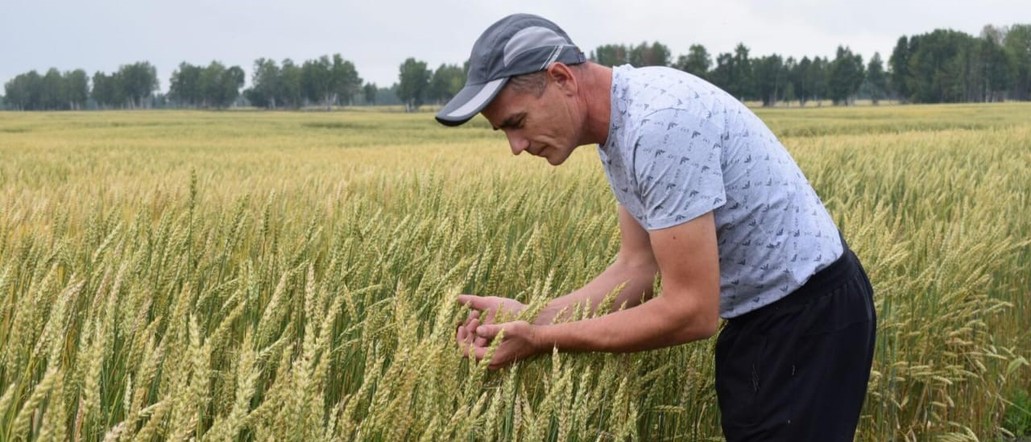 В Красноярском крае фермер получит около 7 миллионов господдержки за вовлеченные в сельхозоборот земли