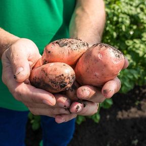 Между садоводческими товариществами Красноярского края разыграют гранты на развитие до двух миллионов рублей