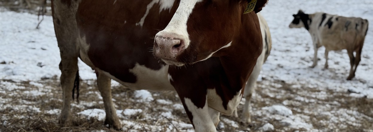 Потребительские кооперативы АПК получат из краевого бюджета около 52 млн рублей на закупку молока и мяса