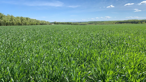 Посевная в Красноярском крае приближается к «экватору»