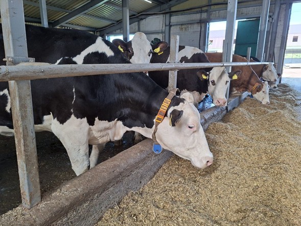 Аграриям Красноярского края возместят часть затрат на племенной материал