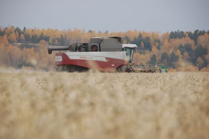 Аграрии Красноярского края получат 207 миллионов рублей на производство и сбыт зерновых