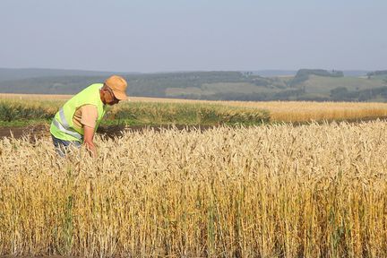 Повышение уровня жизни сельчан, продовольственная безопасность и увеличение экспорта: приняты изменения в краевую госпрограмму развития АПК