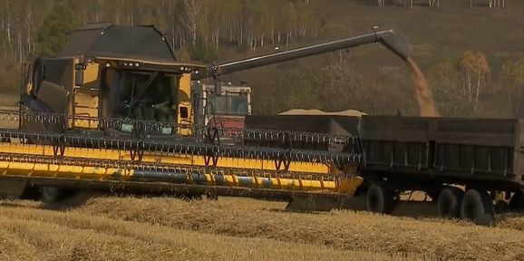 Программа "О хлебе насущном": рекордный урожай и новые сельхозкультуры
