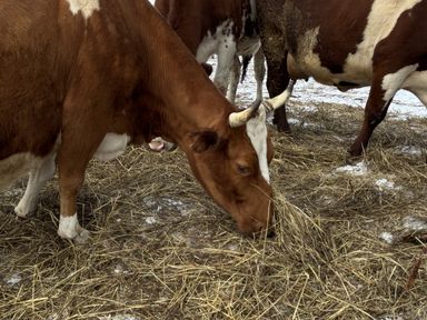 Подсобным хозяйствам Красноярского края окажут поддержку на содержание коров