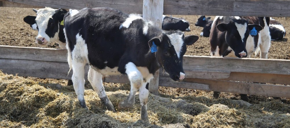 Возместят до 60% затрат: сельхозкооперативы Красноярского края получат господдержку на развитие