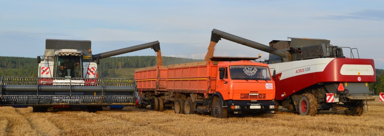 Земледельцы Красноярского края начали убирать зерновые культуры