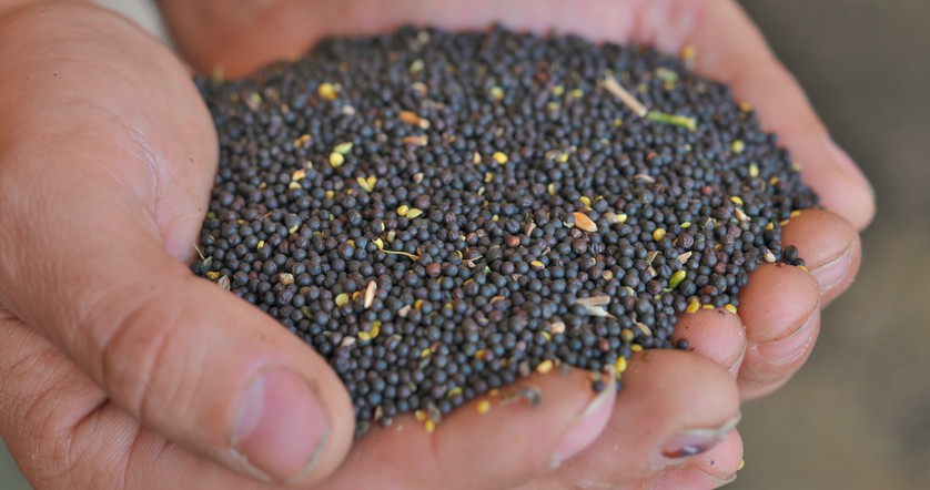 Инвестиционные проекты в АПК Красноярского края получат 627 миллионов господдержки