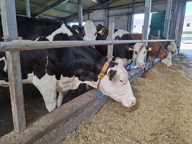 Хозяйствам Красноярского края возместят часть затрат на содержание сельхозживотных и товарной рыбы