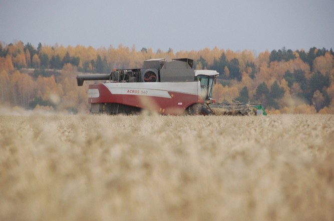 Аграрии Красноярского края получат 207 миллионов рублей на производство и сбыт зерновых