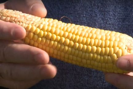 Программа "О хлебе насущном": второе пришествие кукурузы в Сибири