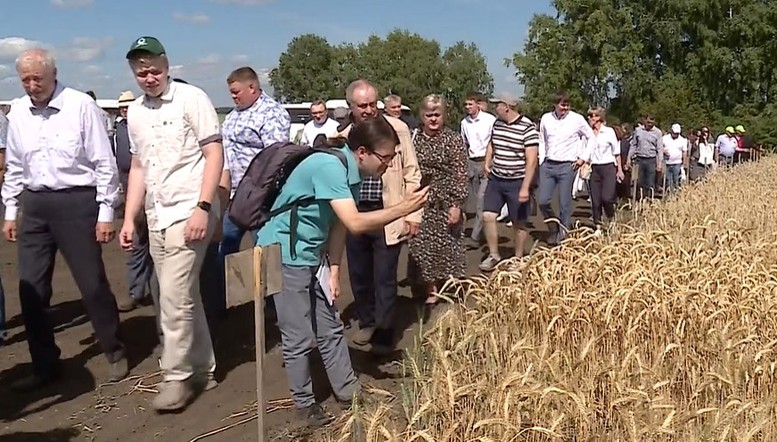 Программа "О хлебе насущном": итоги краевого Дня поля и самые большие помидоры Минусинска
