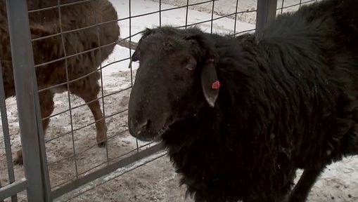 Программа "О хлебе насущном": элитные бараны в крае и пекарня на дому