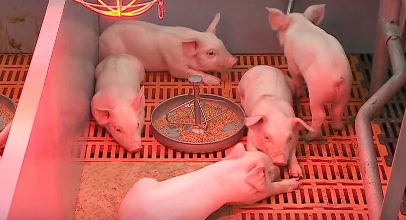 Программа "О хлебе насущном" (11.06.2022)