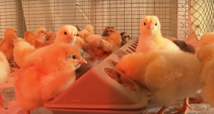 Программа "О хлебе насущном": бизнес горожан в деревне, агрономы из детского сада