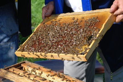 Как предотвратить гибель пчёл?