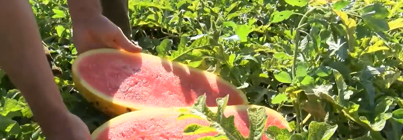 Программа "О хлебе насущном": новые сельскохозяйственные культуры, и сибирские арбузы