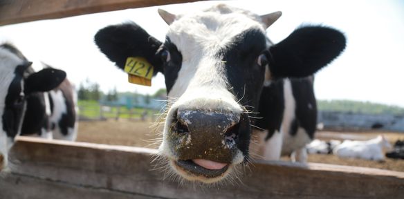 Ещё семь сельхозкооперативов Красноярского края получили господдержку по нацпроекту