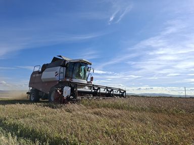 В Красноярском крае собрано более 2 млн тонн зерна