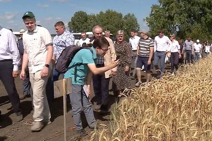 Программа "О хлебе насущном": итоги краевого Дня поля и самые большие помидоры Минусинска