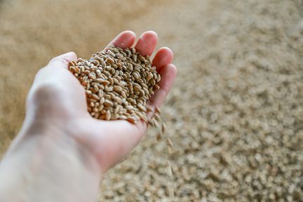 Аграрии Красноярского края продают в интервенционный фонд продовольственную пшеницу