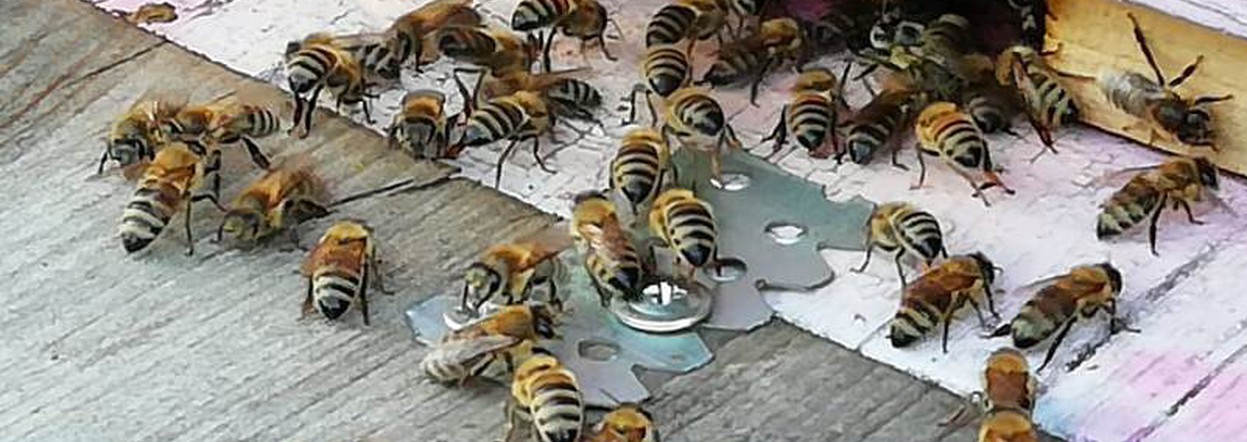 Пчеловодов обязаны предупредить перед обработкой полей пестицидами