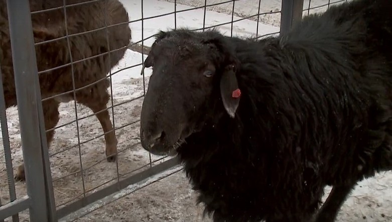 Программа "О хлебе насущном": элитные бараны в крае и пекарня на дому