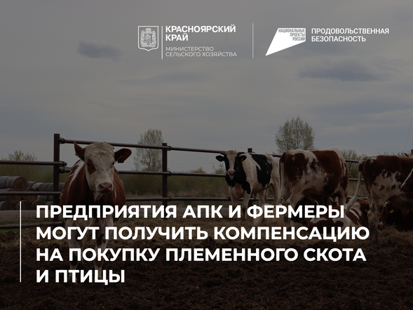 Предприятия АПК и фермеры могут получить компенсацию на покупку племенного скота и птицы
