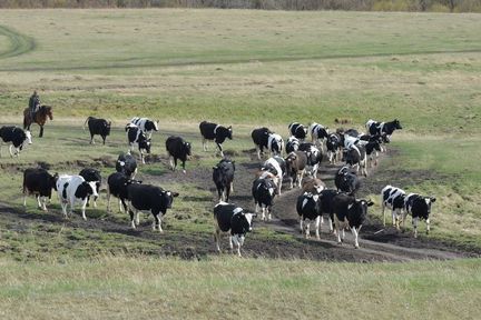 За пять лет сельхозкооперативы края получили 740 миллионов рублей на закупку у владельцев личных подворий молока и мяса