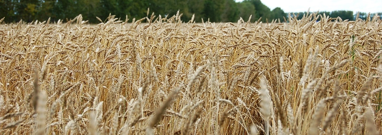 Красноярские аграрии собрали два миллиона тонн зерна