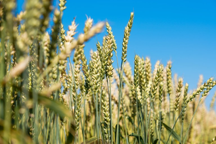 Леонид Шорохов сообщил о ценах на зерно и об отгрузке краевой сельхозпродукции